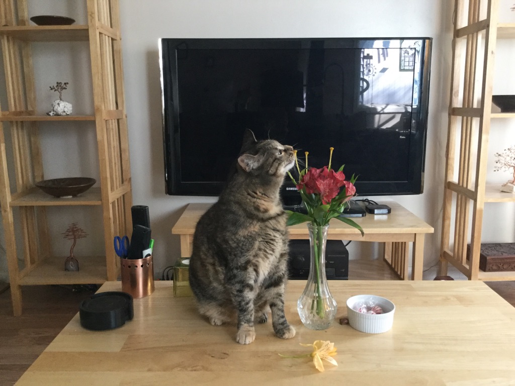tabby cat sniffing bare lily stems