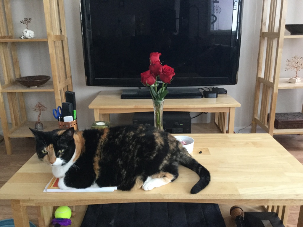 calico cat lying in front of a vase of roses